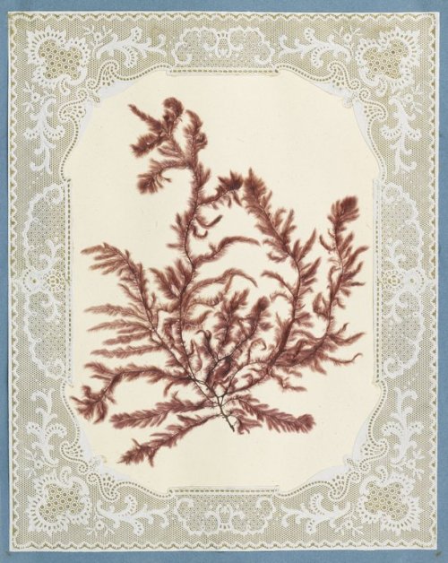 focsle: Victorian seaweed albums are one of my favorite things though.Source: Brooklyn Museum L