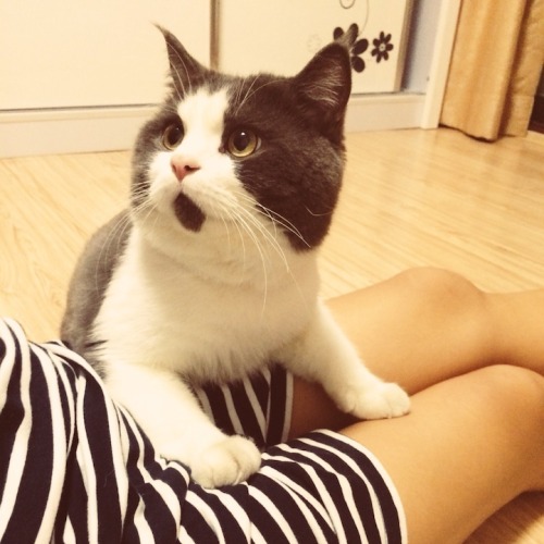 mymodernmet: Banye, an adorable 11-year-old British Shorthair who lives in Shanghai with his owner w
