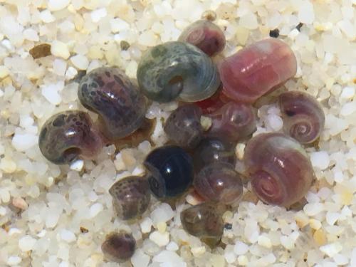 a cluster of leopard ramshorn snails (planorbidae)