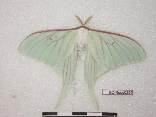 rubicunda:Numerous specimen and forms of Actias gnoma from the research collections of Stefan Naumann, Eric van Schayck, Rodolphe Rougerie, and Steve Kohll. Many of the forms depicted here look like their relatives Actias sinensis, Actias luna, and Actias