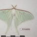 rubicunda:Numerous specimen and forms of Actias gnoma from the research collections of Stefan Naumann, Eric van Schayck, Rodolphe Rougerie, and Steve Kohll. Many of the forms depicted here look like their relatives Actias sinensis, Actias luna, and Actias