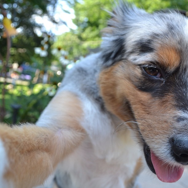 instagram:   Snapping #petselfiez with @jermzlee &amp; Norm Since the advent