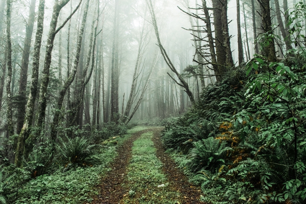 vhord:  chernobyl-tea-party:  n-c-x:  lensblr-network:  Hidden forest road // Cape