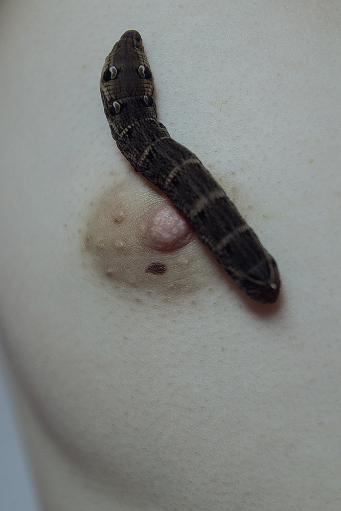 elenahelfrecht:  Little Caterpillar. FacebookWebsite 