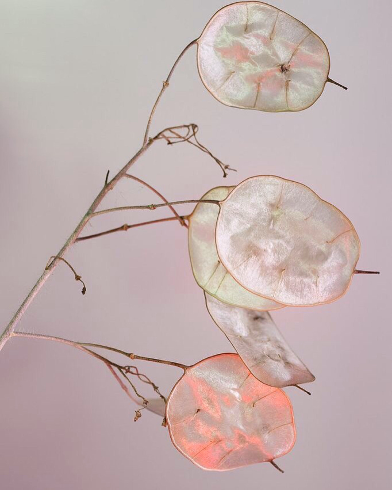 theleoisallinthemind:Lunaria annua