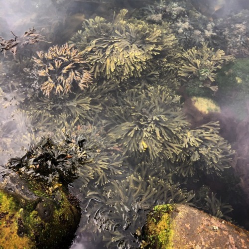 lucybellwood: North Atlantic kelp. The water was so clear.