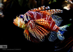 misterlemonzafterlife:  shipwreckedinsc:Red fire fish (Pterois volitans) by -guspun- #flickstackr https://MisterLemonzAfterlife.tumblr.com/archive