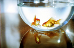 lomographicsociety:  Lomography Tag of the Day - aquarium