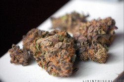 livinthiscalilife:  Purple Urkle 