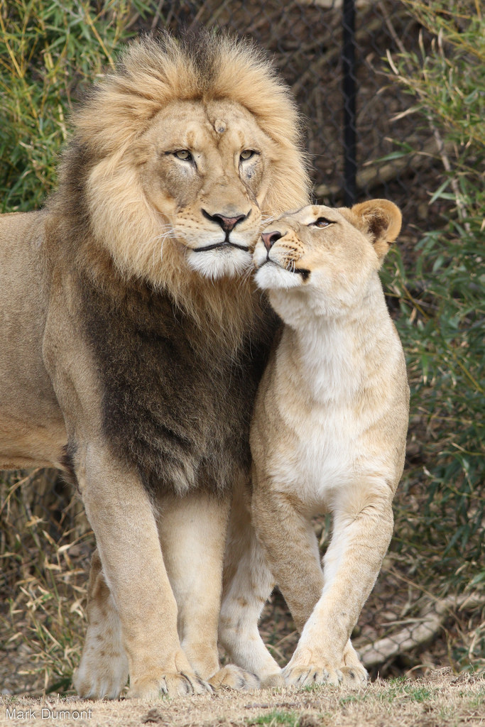 magicalnaturetour:  234A0836.jpg by Mark Dumont  http://flic.kr/p/Fo3mgi 