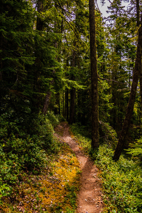 nature-hiking:Paths of Olympic Park 16-20/? - Olympic National Park, WA, June 2017photo by nature-hi