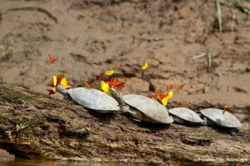 sixpenceee:  littlekiwifrog:  Tear-drinking Butterflies In the Amazon, it’s not uncommon to see groups of colorful butterflies fluttering around turtles basking along the river. This is because they drink the turtles’ tears—an invaluable source