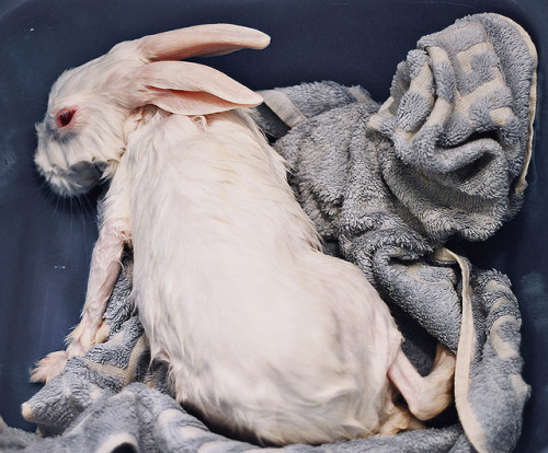 tarbor:   la-beaute—de-pandore:  Myxomatosis by Elif Sanem Karakoc on Flickr.  