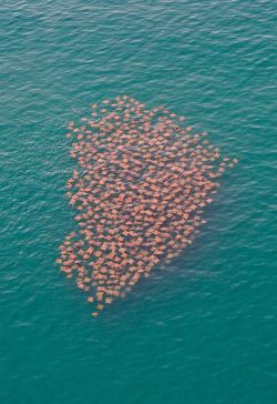 congenitaldisease:  A school of stingrays.