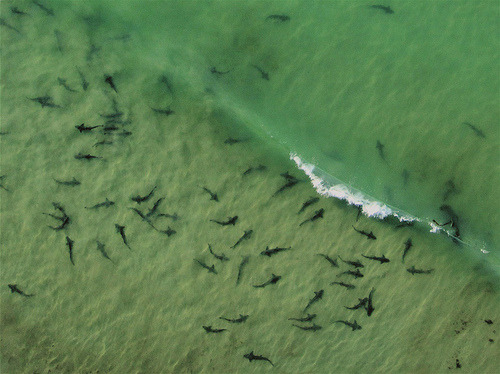 the-shark-blog:  Arial shot of leopard sharks adult photos