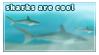 sharks are cool