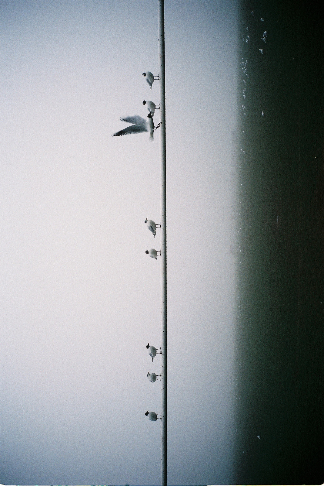 Reverie