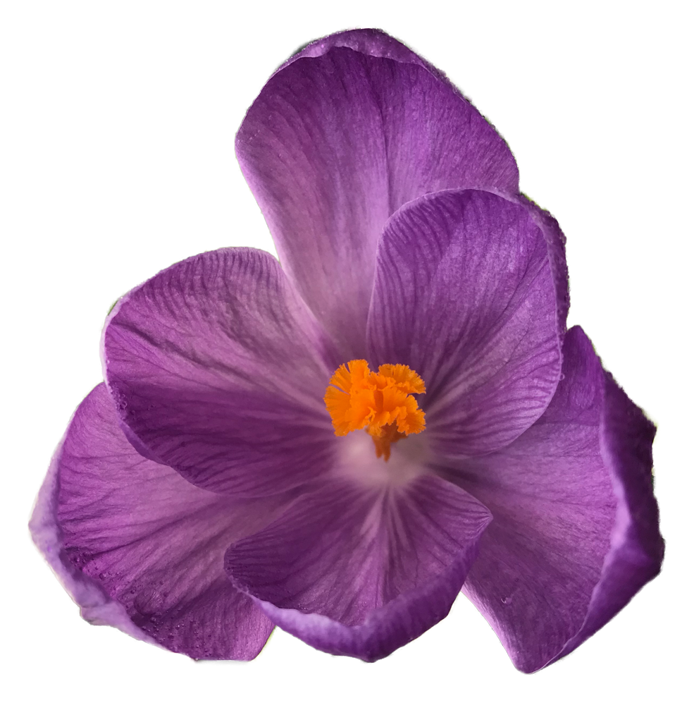 Transparent-Flowers — Crocus. Crocus is a genus of flowering plants in