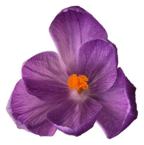 Crocus. Crocus is a genus of flowering plants in the iris family comprising 90 species of perennials