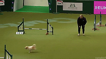 tastefullyoffensive:  Olly got a little over-excited during his agility competition