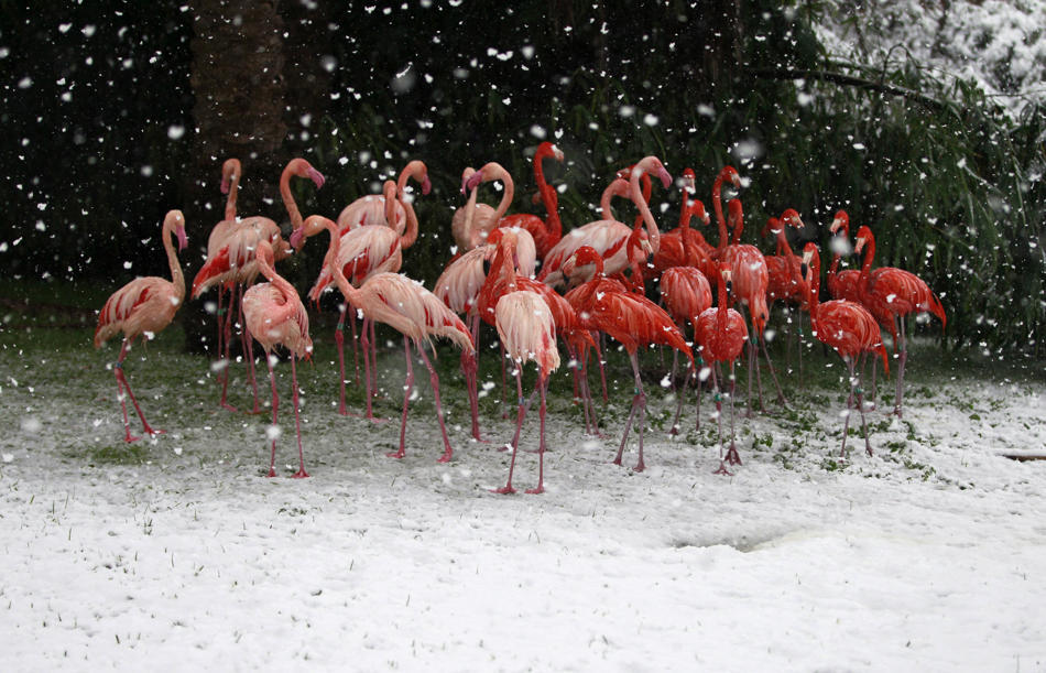 Flamingos stand in their enclosure at Jerusalem’s Biblical Zoo during a snowstorm (Photo by Baz Ratner/Reuters via Yahoo News)