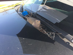 archiemcphee:  Today the Department of Awesomely Good Deeds salutes police officers in Parma, Ohio who, upon discovering that a mourning dove had built her nest and laid eggs on the windshield cowl of one of their backup squad cars, went out of their