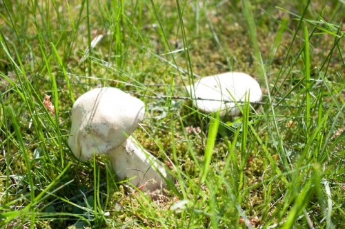 elvenforestworld: Known as St. George’s Mushroom in the UK, Vårmousseron in Scandinavia 