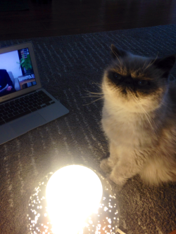 alittlethor:wordsandturds:wordsandturds:wordsandturds:telling ghost stories&ldquo;but they never caught that red dot…&rdquo;i hope my cat gets the fame he deserves   “And each time he lifted his paws, sure of his success.. the dot was GONE!  Then