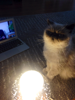 wordsandturds:   wordsandturds:  wordsandturds:  telling ghost stories  &ldquo;but they never caught that red dot…&rdquo;  i hope my cat gets the fame he deserves 