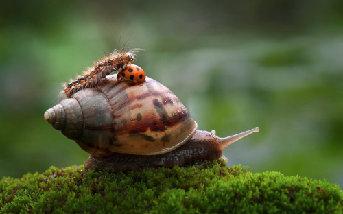 rosaleithewitch:  nubbsgalore:  need a lift? photos by nordin seruyan in central borneo   Snails are cinnamon rolls and must be protected at all costs