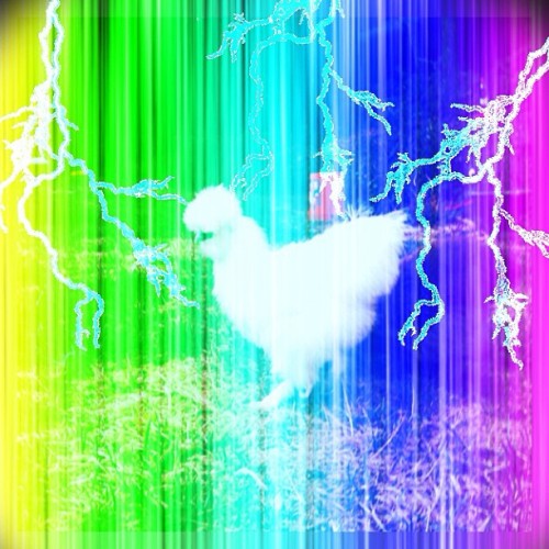icraveyoucutie: #chick #chicken #silky #rainbow #rainbows #colorful #pretty #animals #soft #lighteni