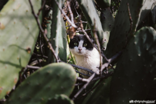 Callejeros VI Tenerife, 2018  Elfotografoantisocial