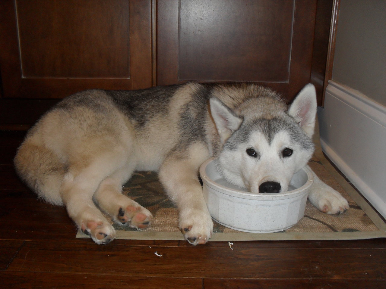 southernsnowdogs:  I don’t post a lot of Juno puppy photos, since my camera sucked