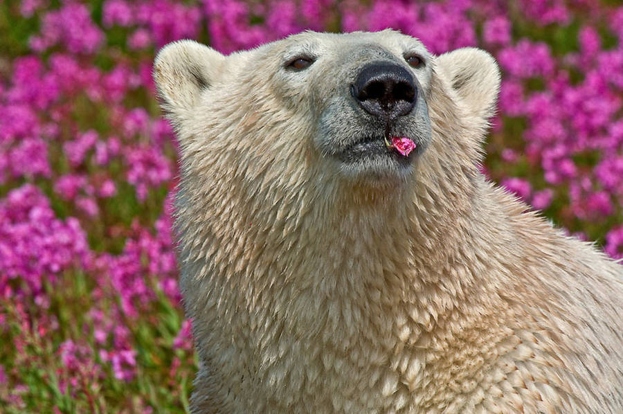 landscape-photo-graphy:  Adorable Polar Bear Plays in Flower Fields Canadian photographer