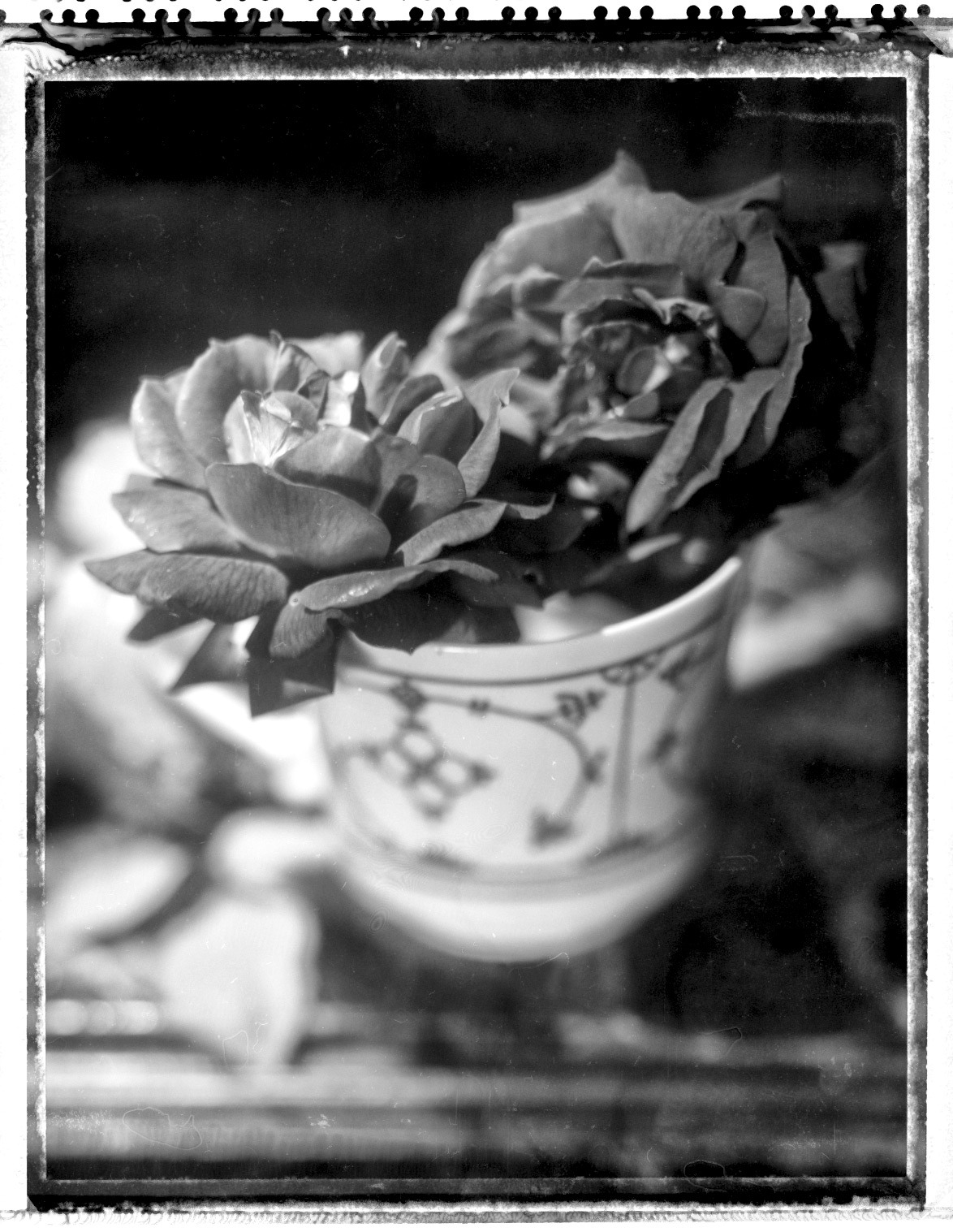 old fashioned
home grown roses
Polaroid 55, 4x5, scanned negative