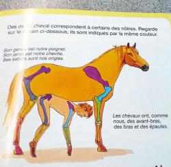 pawdugan: iwouldliketobutteryourmuffins:  notdeadbabies:  “What’s the best way to illustrate that horse &amp; humans have similar leg bone structure?”  Lol ok   mmmmm-hmmmmmmm….  Who ever drew this is one kinky bastard.