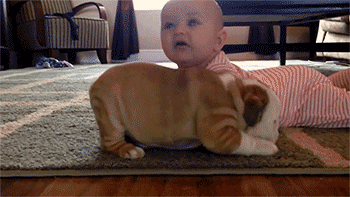 adreamdeferred:  leftbeer:  Oh god the puppy just wants to know why this humans as
