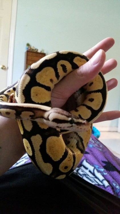 wilysnakepascal:Pascal is so handsome after a fresh shed!
