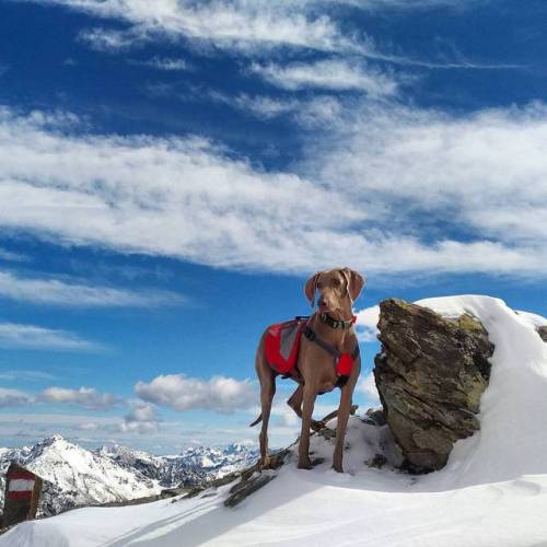 Splendore.  #echo #love#mountains #snow #summer #mountainview #trekking #lovemountains #weimaraner #