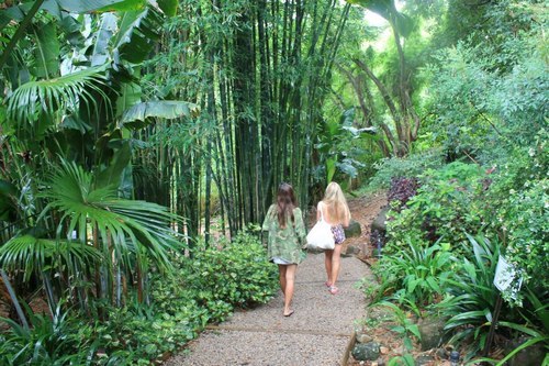 summer-palmtrees:  waterfall-tropics:  elephantvibe:  tribal-jungle:  beach-smoothies:  tiger-tropic