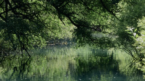 niiv:Clean green, breathing, living, earthy and pure water. Oh, what delight!From a recent walk arou