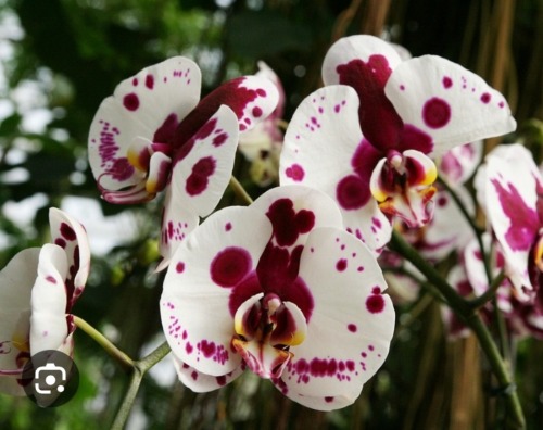 Jellical Cats' Favorite Flowers