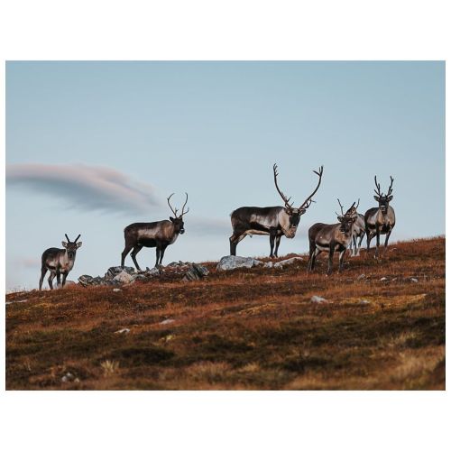 North ❤️ . . . ———————————————————— #cornersofmyworld #north #arcticcircle #reindeer #wildernesscul
