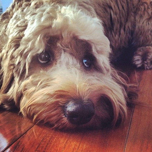 A Face only a Father could love! #naughty #Marley #GoldenDoodle #dog #puppy #endlessenergy (at A Sea