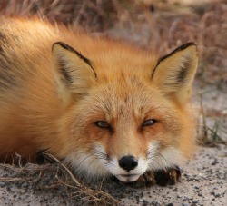 beautiful-wildlife:  Red Fox by shill718