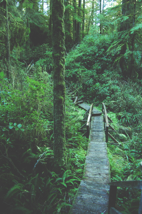 tuaari: one of my favourite walks through the rainforest