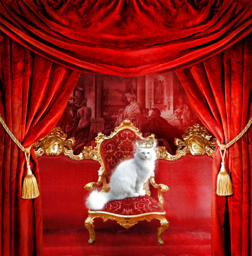 catcosplayuniverse:  The Royal Catby LaVolpeCimina 