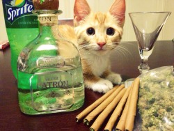 hazed-crazed:  vibesopretty:  Tequila, cats, &amp; blunts omgawd yes  Omgggg😭