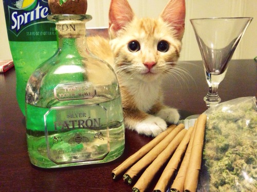 hazed-crazed:  vibesopretty:  Tequila, cats, porn pictures