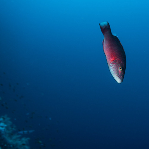 Liveaboard scuba diving trip. Red Sea, Egypt.December 2018by Tiina Törmänen | web | FB | IG | STOCK